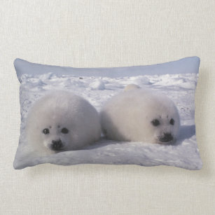 Cadeaux Bebe Phoque Blanc Zazzle Fr Cadeaux Bebe Phoque Blanc Zazzle Fr