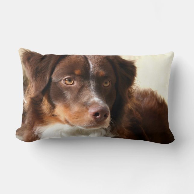 Coussin Rectangle Berger australien (Recto)