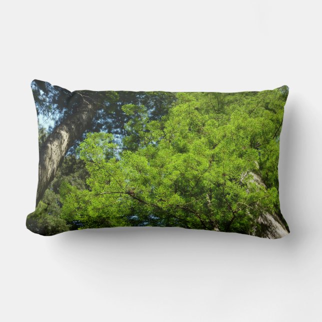 Coussin Rectangle Boughs de séquoia dans le parc national Redwood (Recto)