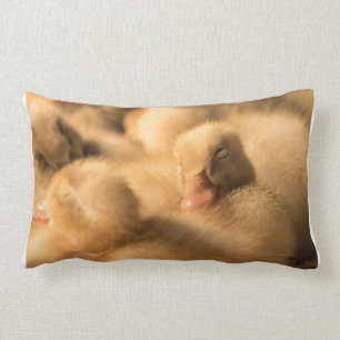 Coussin Rectangle Camaraderie