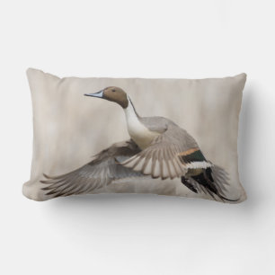 Coussin Rectangle Canard pilet mâle en vol