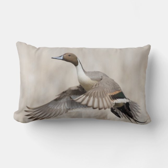 Coussin Rectangle Canard pilet mâle en vol (Recto)