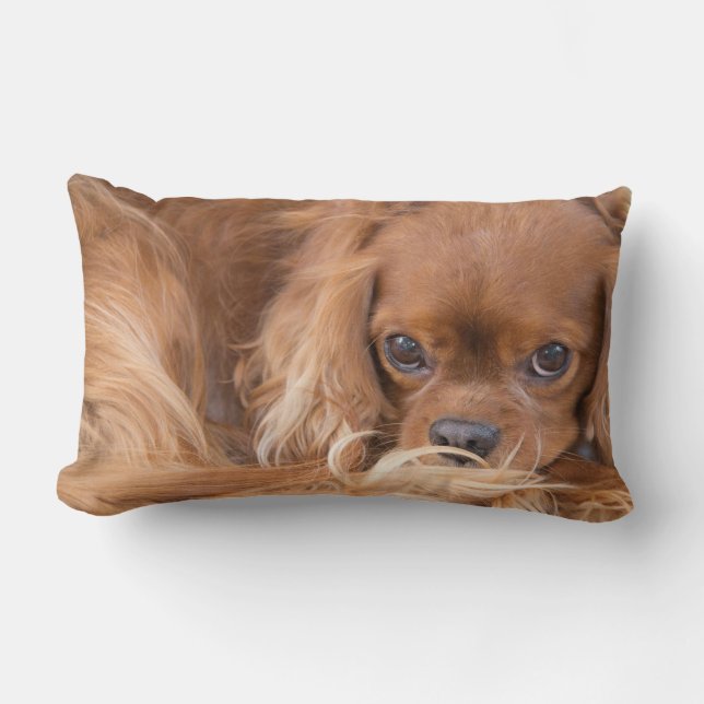 Coussin Rectangle Cavalier Le Roi Charles Spaniel Yeux Sur Vous Cous (Recto)