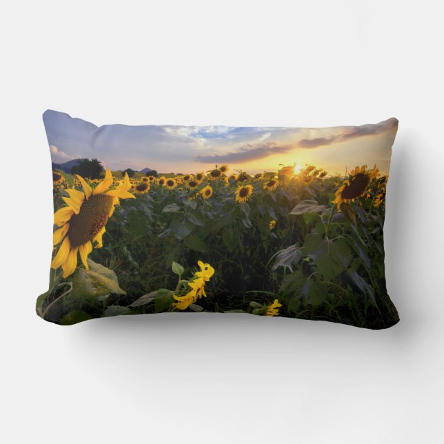 Coussin Rectangle Champ des tournesols de floraison (Recto)