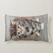 Chaton-bébé moelleux