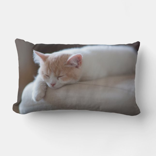 Coussin Rectangle Chaton beige et blanc fatigué (Recto)