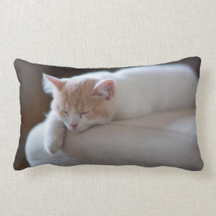 Coussin Rectangle Chaton beige et blanc fatigué