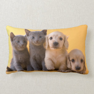 Coussin Rectangle Chatons et chiots bleus russes de teckel