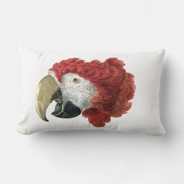 Coussin Rectangle Chef d'une Macaw (1725-1792) Aert Schouman (Recto)