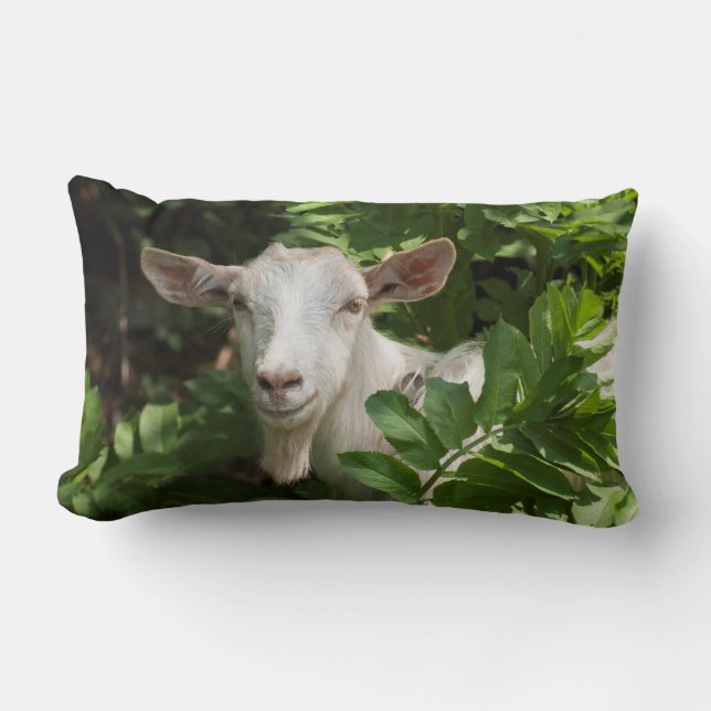 Coussin Rectangle Chèvre regardant la caméra (Recto)