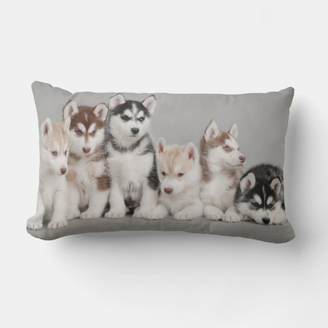 Coussin Rectangle Chiots de chien de traîneau sibérien sur le (Recto)