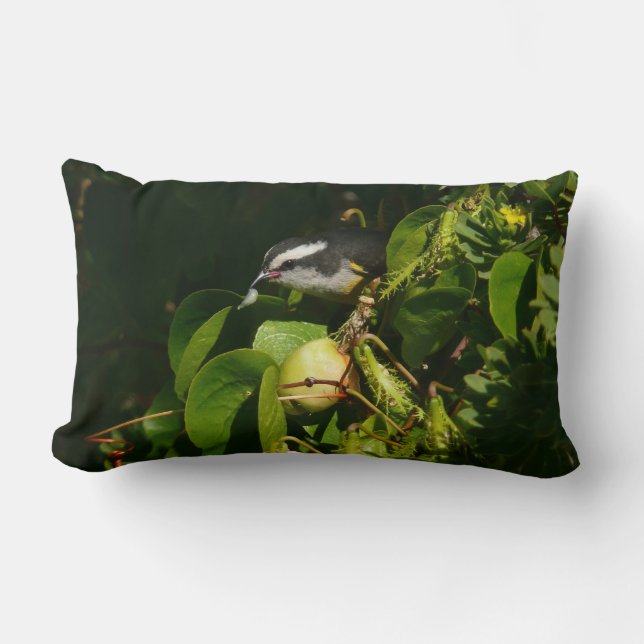 Coussin Rectangle Colibri à gorge blanche mangeant Photographie trop (Recto)