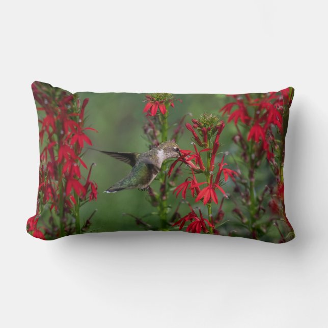 Coussin Rectangle Colibri À La Fleur Cardinale (Recto)