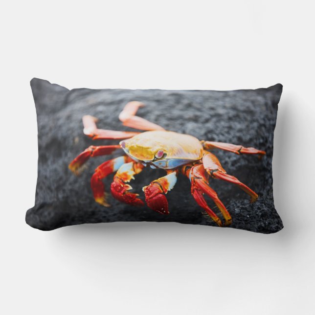 Coussin Rectangle Crabe de lightfoot de sortie sur une roche noire (Recto)