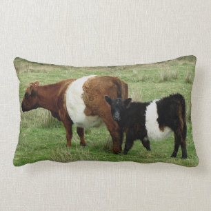 Coussin Rectangle Darmoor a ceinturé la vache et le veau à Gallowa