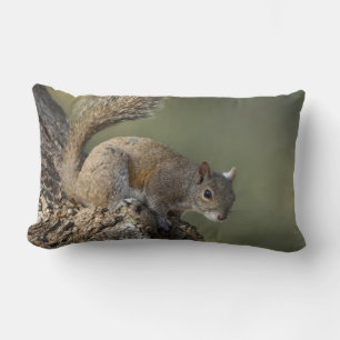 Coussin Rectangle Écureuil gris de l'Est, ou écureuil gris