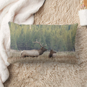 Coussin Rectangle Élan mâle dans une prairie Parc national de Yell