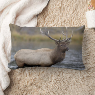 Coussin Rectangle Élan mâle traversant Parc national de Yellowston