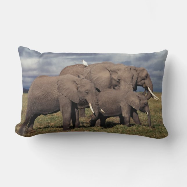 Coussin Rectangle Éléphant d'Afrique bébé avec famille (Recto)