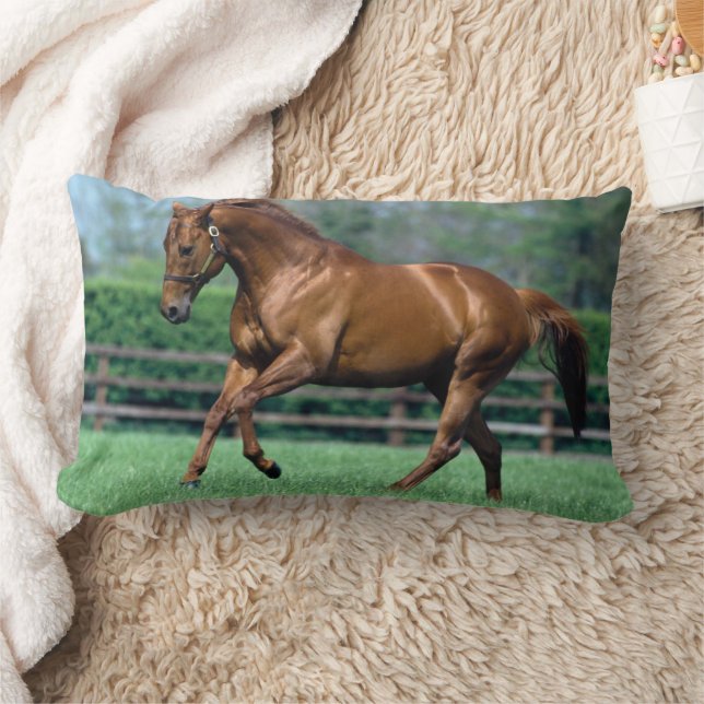 Coussin Rectangle Étalon pur-sang, Irlande (Couverture)