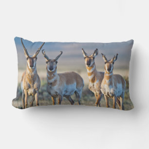 Coussin Rectangle États-Unis, Wyoming, quatre antilopes pronghorn mâ