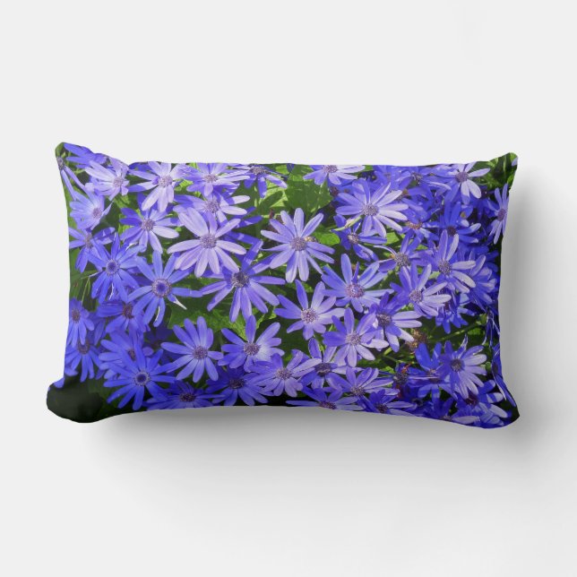 Coussin Rectangle Fleurs bleues à la marguerite Nature Photographie (Recto)