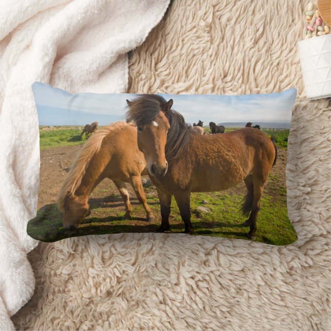 Coussin Rectangle Graze des chevaux islandais (Couverture)