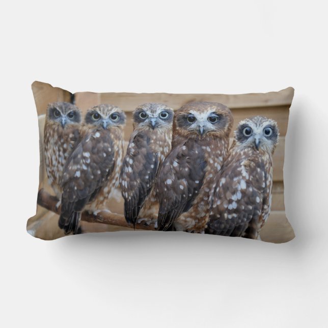 Coussin Rectangle Hiboux observés par croix du sud de Boobook (Recto)