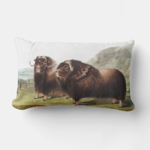 Coussin Rectangle Illustration du Boeuf Musqué (Ovibos moschatus)