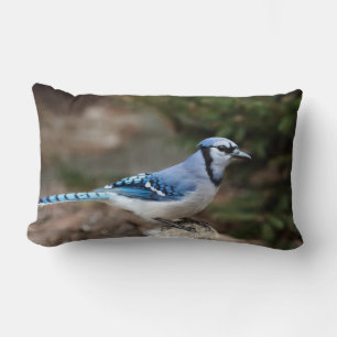 Coussin Rectangle Jay bleu en hiver