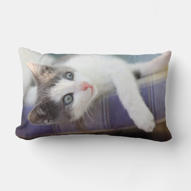 Coussin Rectangle Kitty doux dans le lit de plaid (Recto)