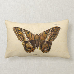 Coussin Rectangle Les 1800s vintages brunissent le papillon brouill