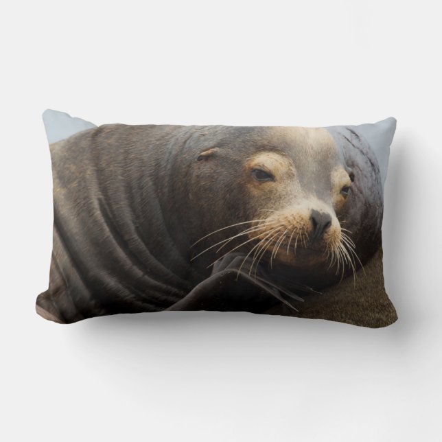 Coussin Rectangle Lion de mer de Californie au repos (Recto)