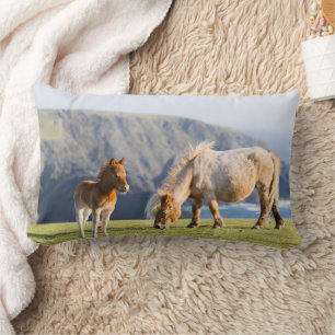 Coussin Rectangle Mare avec Foal, îles Shetland, Ecosse
