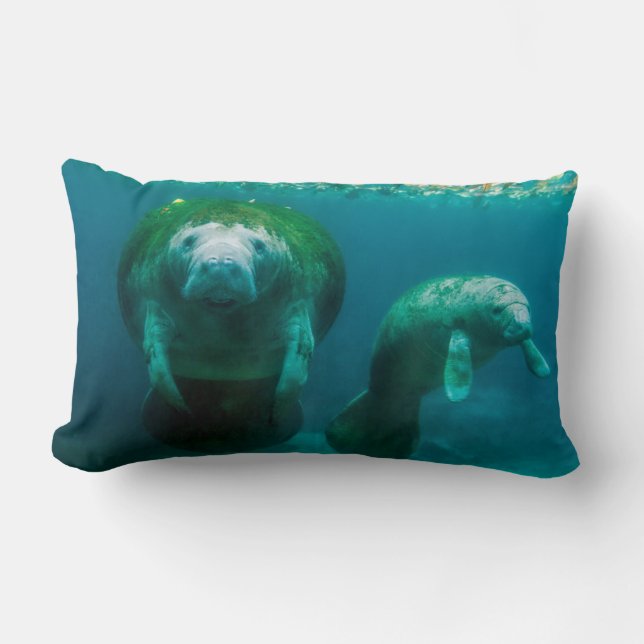 Coussin Rectangle Mère mangea avec son veau à Crystal River (Recto)