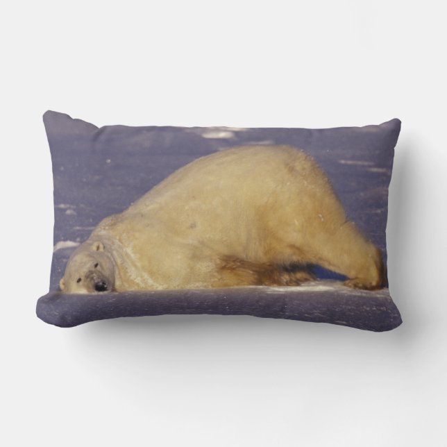 Coussin Rectangle NA, Canada, Manitoba, Churchill, Ours polaire (Recto)