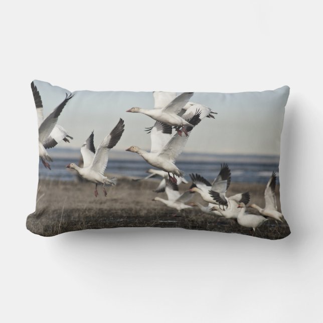 Coussin Rectangle Oies des neiges volantes (Recto)
