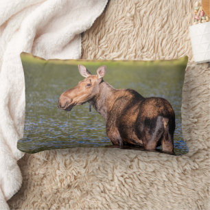 Coussin Rectangle Orignal se nourrissant dans le parc national de Gl
