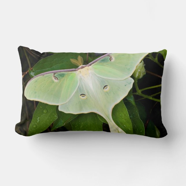 Coussin Rectangle Papillon lune sur clématite de Carnaby (Recto)