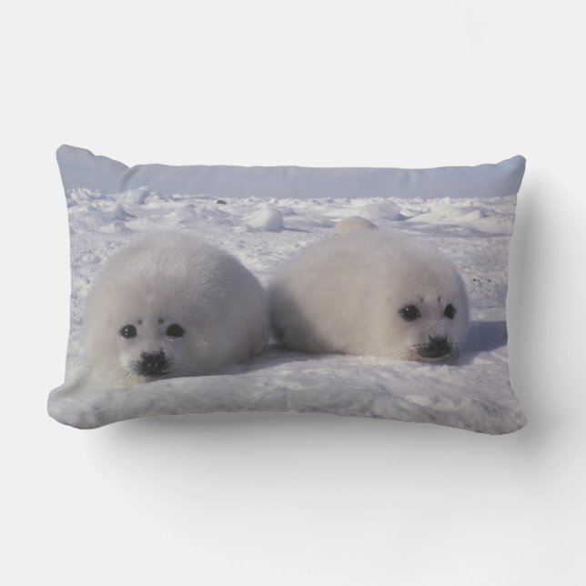 Coussin Rectangle Phoque du Groenland (Phoca groenlandica) Jeunes ph (Recto)