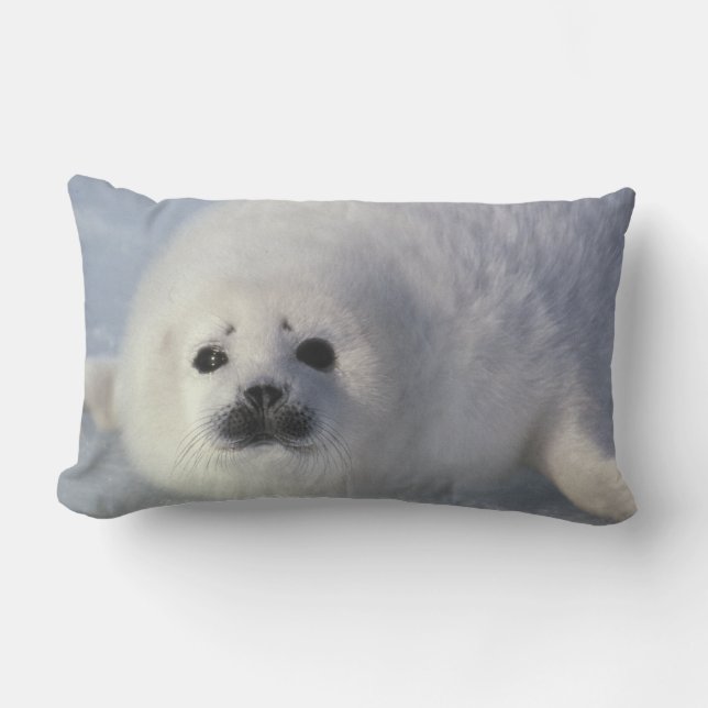 Coussin Rectangle Phoque du Groenland (Phoca groenlandica) Un phoque (Recto)