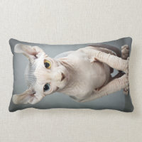 Photographie de chat de sphinx d'Elf