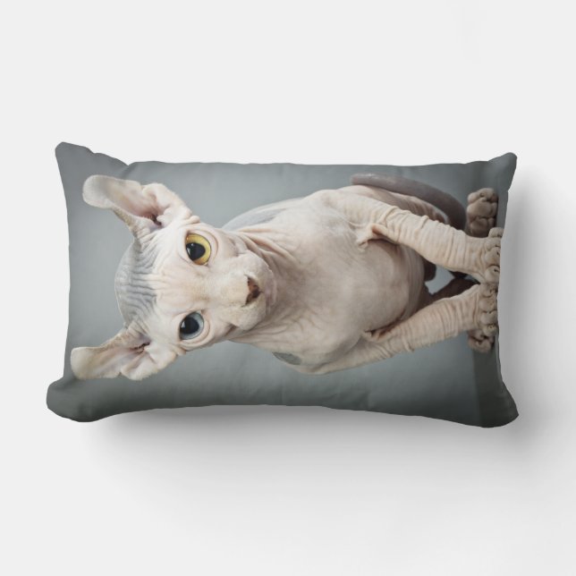 Coussin Rectangle Photographie de chat de sphinx d'Elf (Recto)