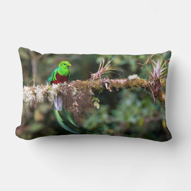 Coussin Rectangle Quetzal resplendissant dans la forêt nuageuse (Recto)