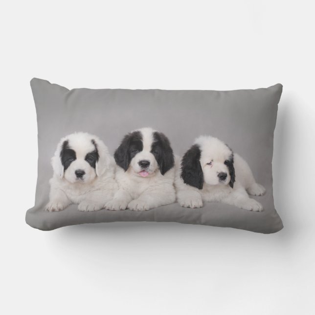 Coussin Rectangle Trois chiots Landseer (Recto)