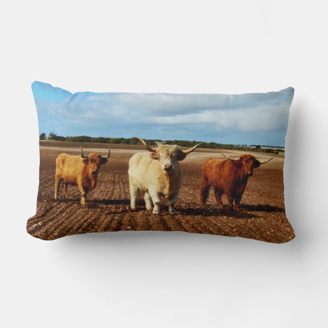 Coussin Rectangle Trois Vaches Highland Mauvaises, (Recto)