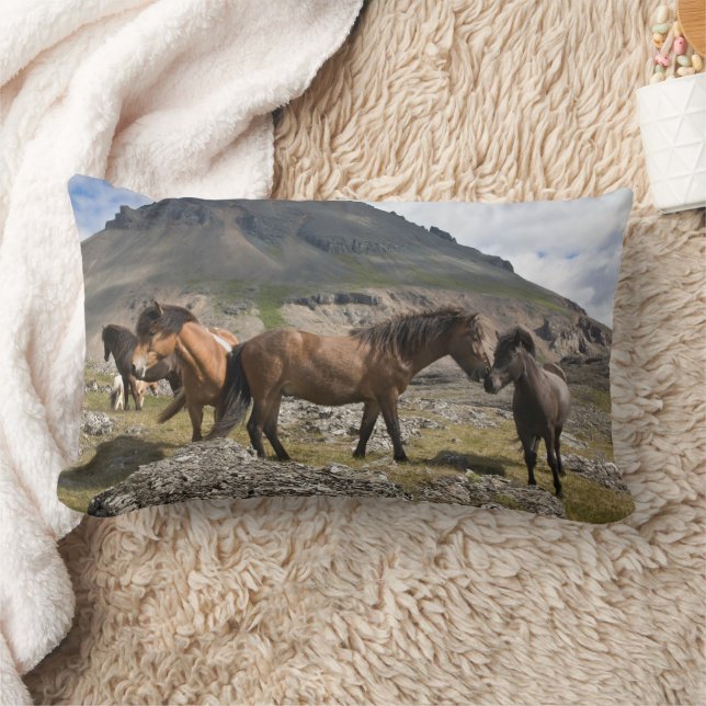 Coussin Rectangle Troupeau de chevaux, près de Hofn, Islande (Couverture)