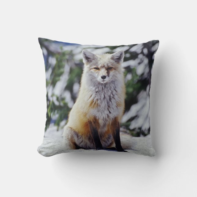 Coussin Renard roux assis sur un banc de neige, Vulpes, Mt (Recto)
