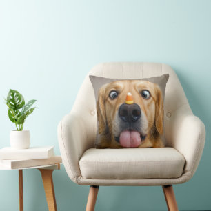 Coussin Retriever doré aux yeux croisés avec du maïs bonbo