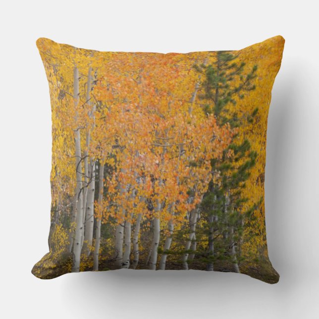 Coussin Rivière Provo et trembles (Recto)